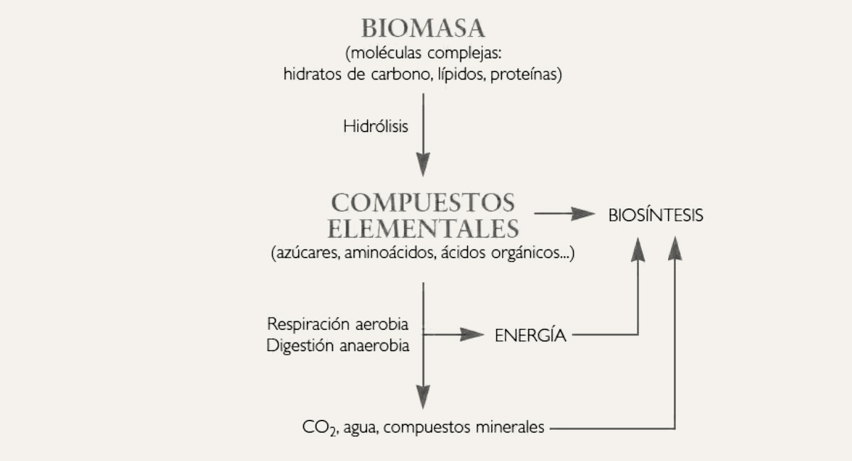 What is Phytoremediation