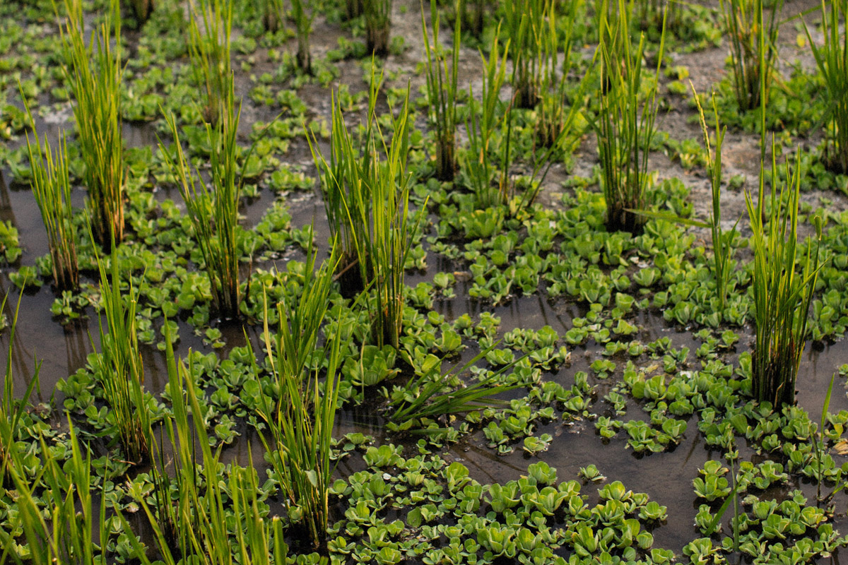 What is Phytoremediation